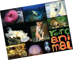 The Animal Kingdom - EARTHY TIMES-VIII-F